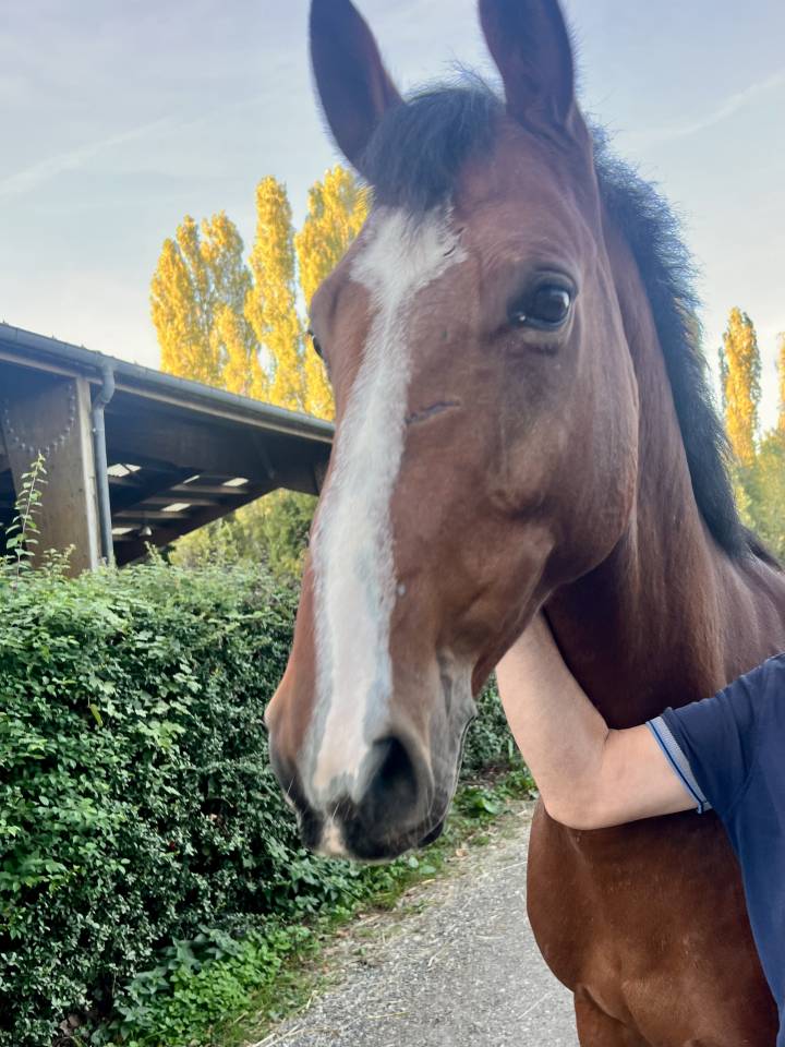 Caballo castrado Silla Franc&eacute;s En venta 2019 Bayo