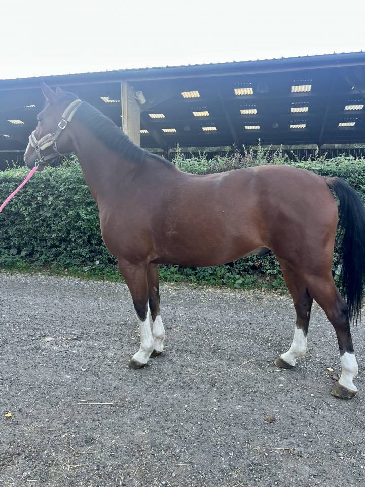 Caballo castrado Silla Franc&eacute;s En venta 2019 Bayo