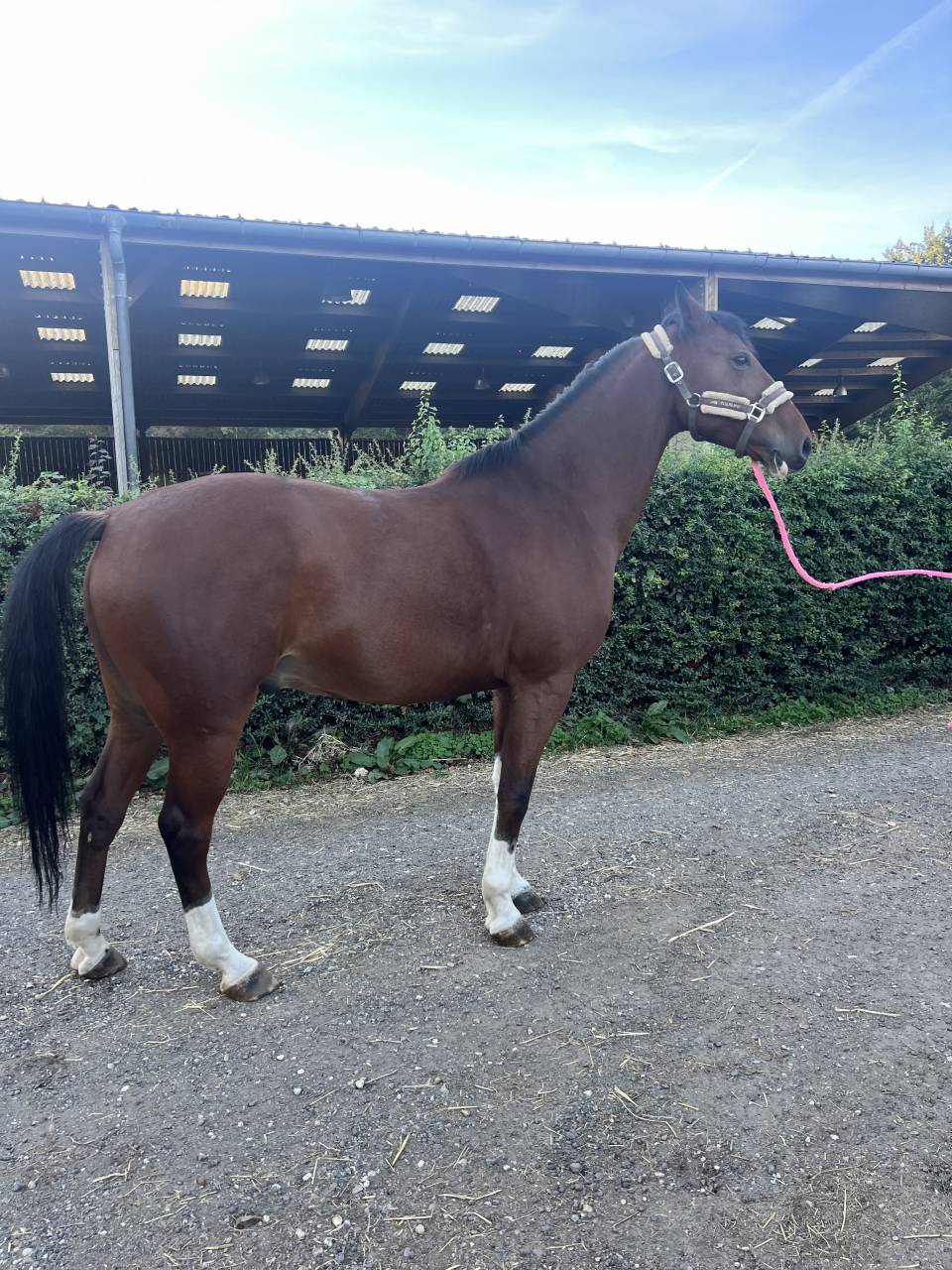 Caballo castrado Silla Franc&eacute;s En venta 2019 Bayo