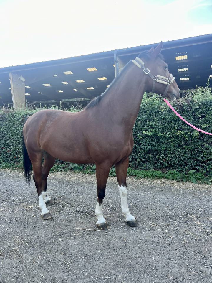 Caballo castrado Silla Franc&eacute;s En venta 2019 Bayo