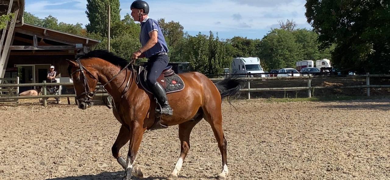 Caballo castrado Silla Franc&eacute;s En venta 2019 Bayo
