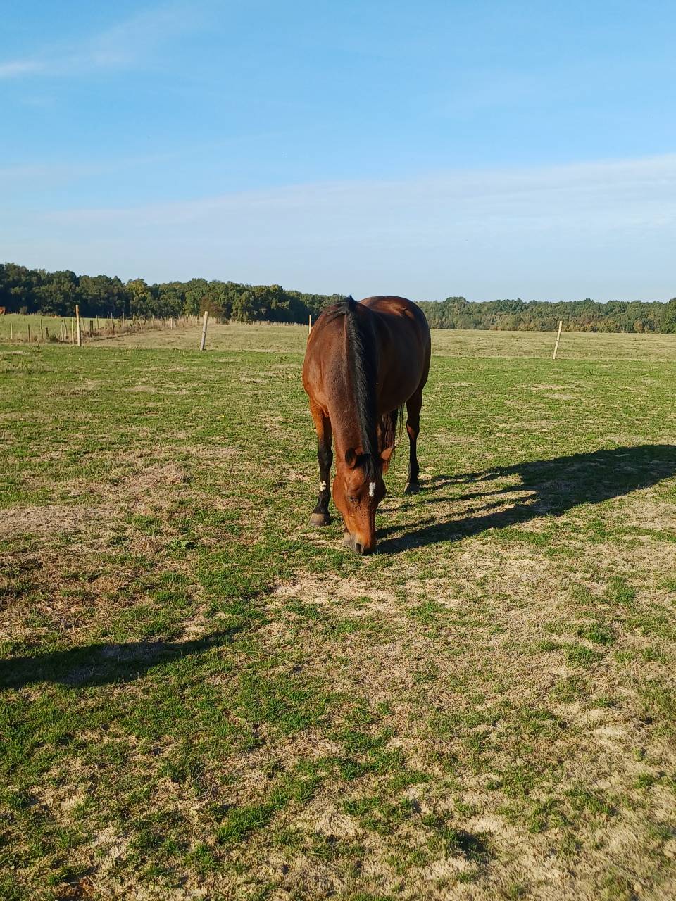 Yegua PFS Poni Fran&ccedil;&eacute;s de Silla En venta 2008 Bayo por RASMUS SL