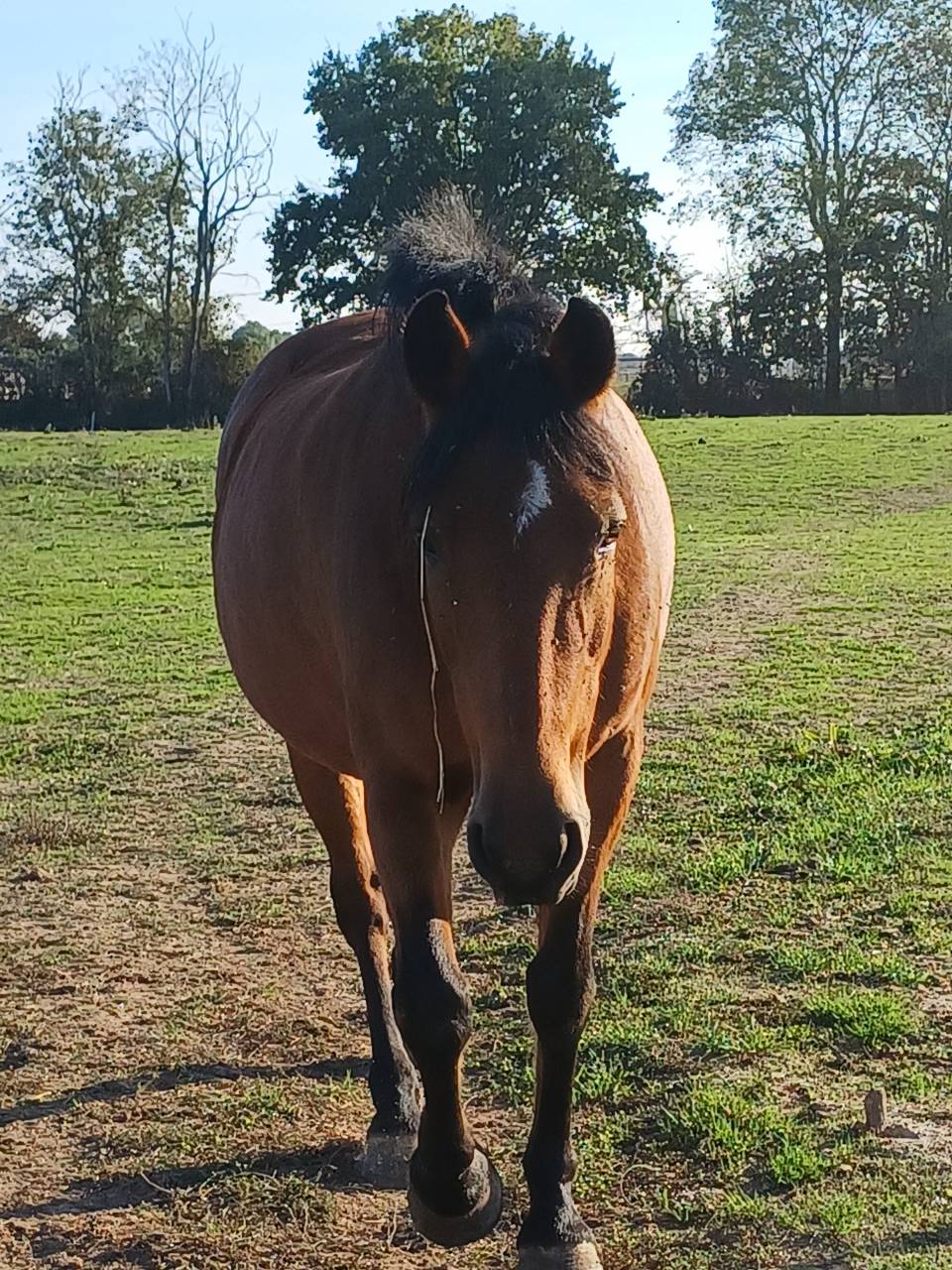 Yegua New Forest En venta 2012 Bayo por KANTJE S RONALDO*SL