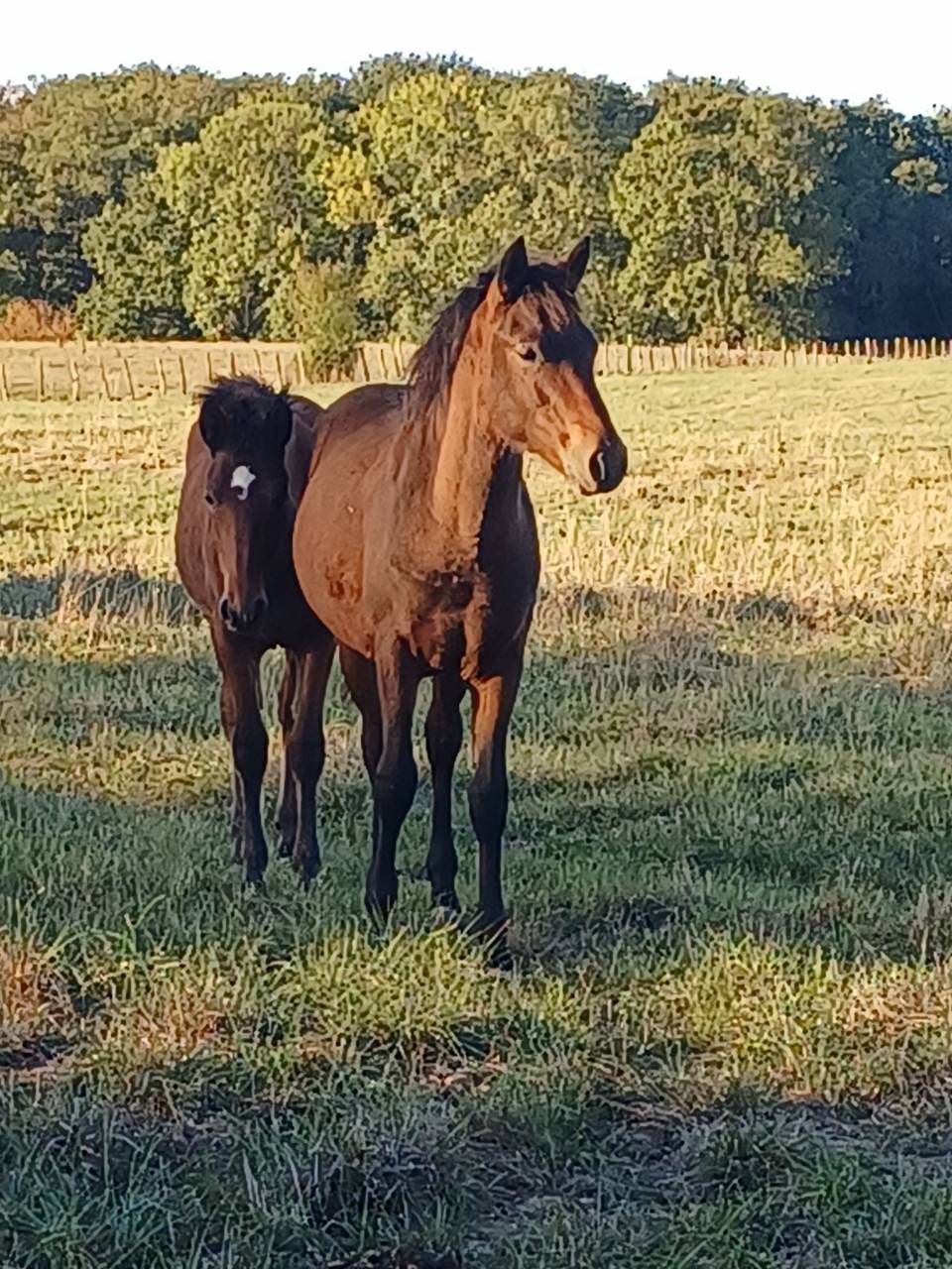 Caballo entero New Forest En venta 2026 Bayo por ROB ROY DU GARON