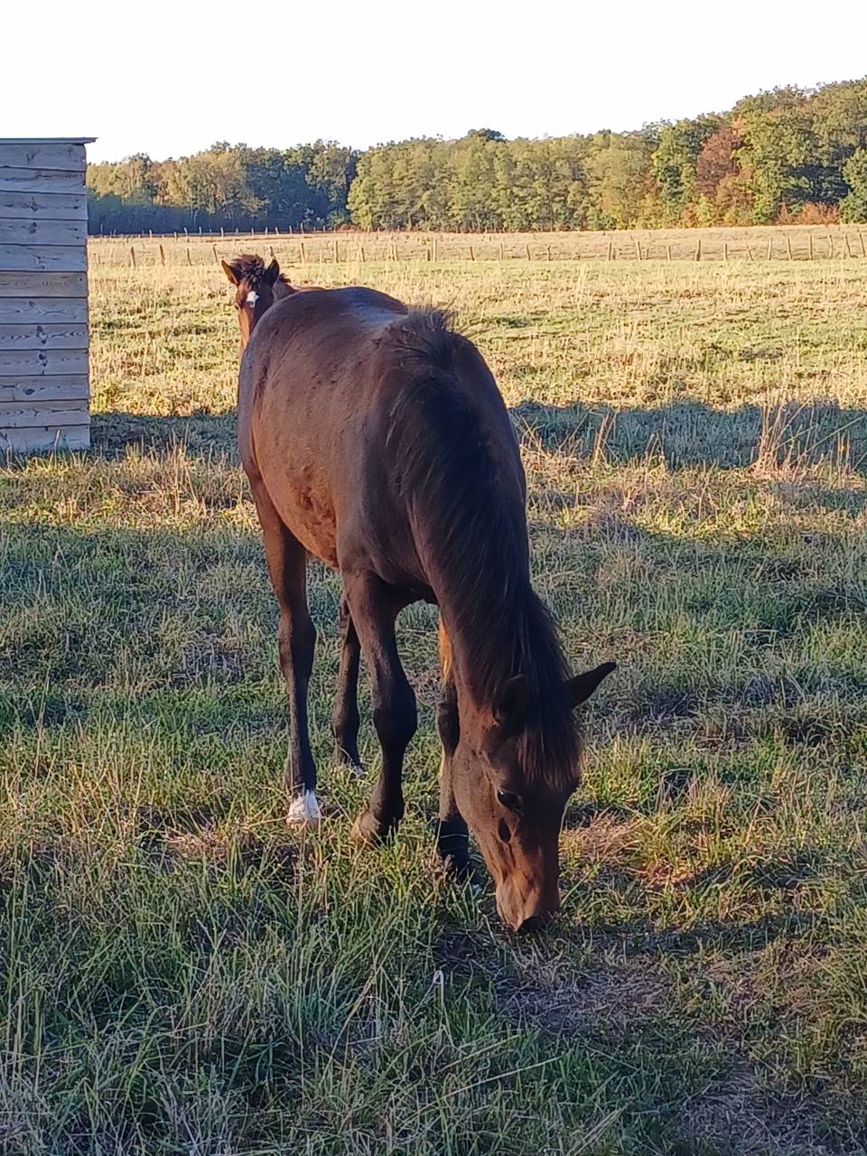 Caballo entero New Forest En venta 2026 Bayo por ROB ROY DU GARON