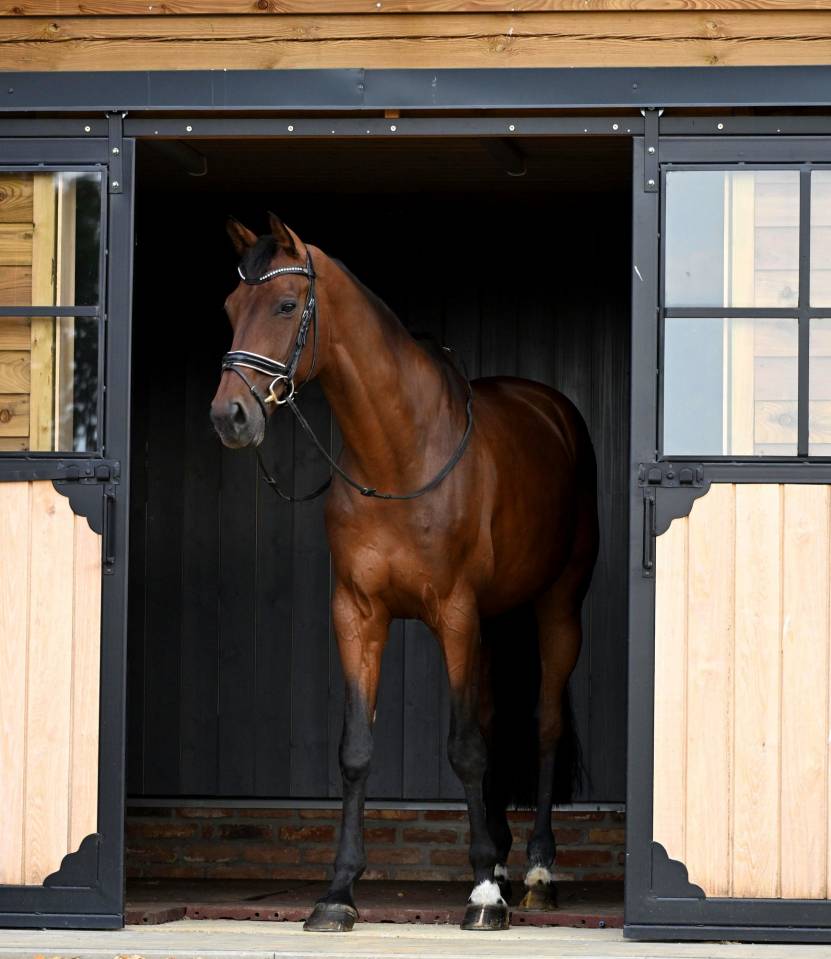 Caballo castrado KWPN Caballo de Deporte Neerland&eacute;s En venta 2017 Bayo por Expression