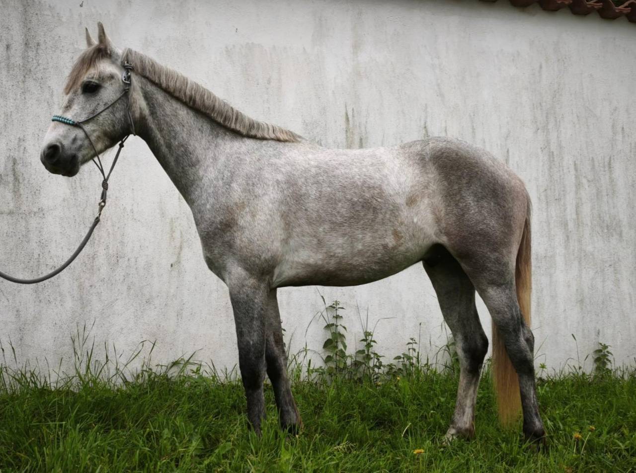 Caballo castrado Connemara En venta 2023 Tordo por Cloon Eile Cashel
