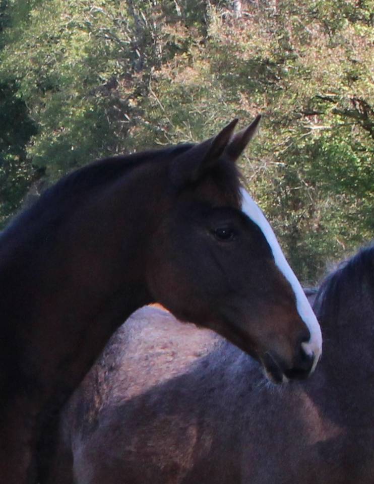 Potranca Silla Franc&eacute;s En venta 2026 Bayo moreno