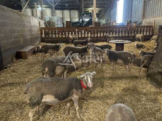 Explotaci&oacute;n agr&iacute;cola En venta Maine y Loira