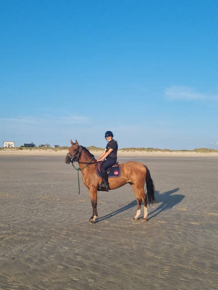 Caballo castrado Silla Franc&eacute;s En venta 2022 Bayo por Hoka&iuml;do de Menjo
