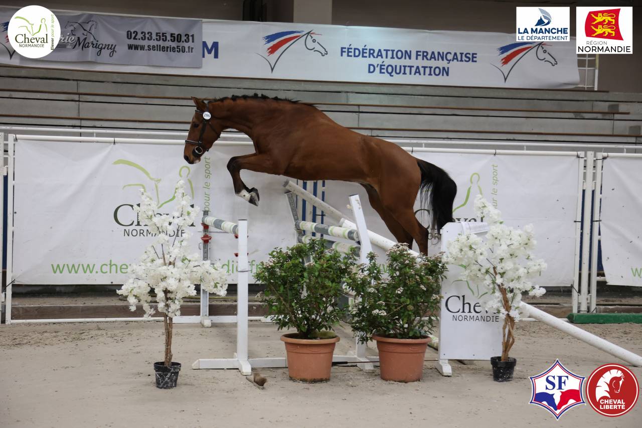 Caballo castrado Silla Franc&eacute;s En venta 2022 Bayo por Hoka&iuml;do de Menjo