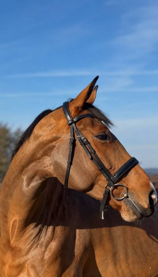 Yegua BWP Caballo de Sangre Belga En venta 2020 Bayo