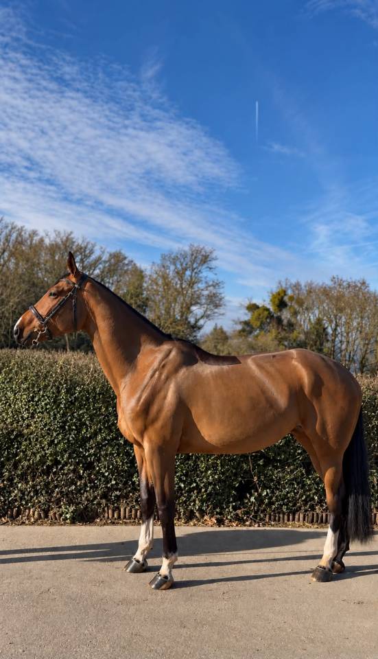 Yegua BWP Caballo de Sangre Belga En venta 2020 Bayo