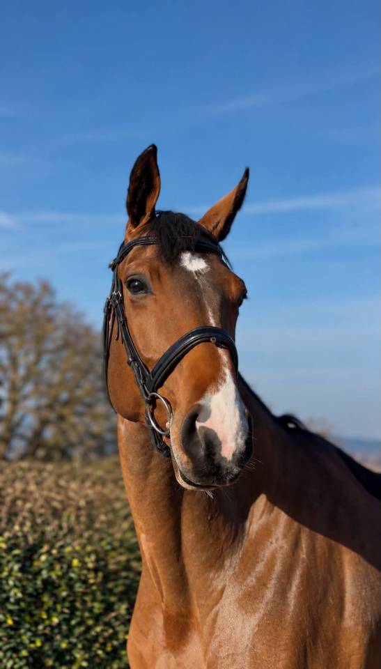 Yegua BWP Caballo de Sangre Belga En venta 2020 Bayo