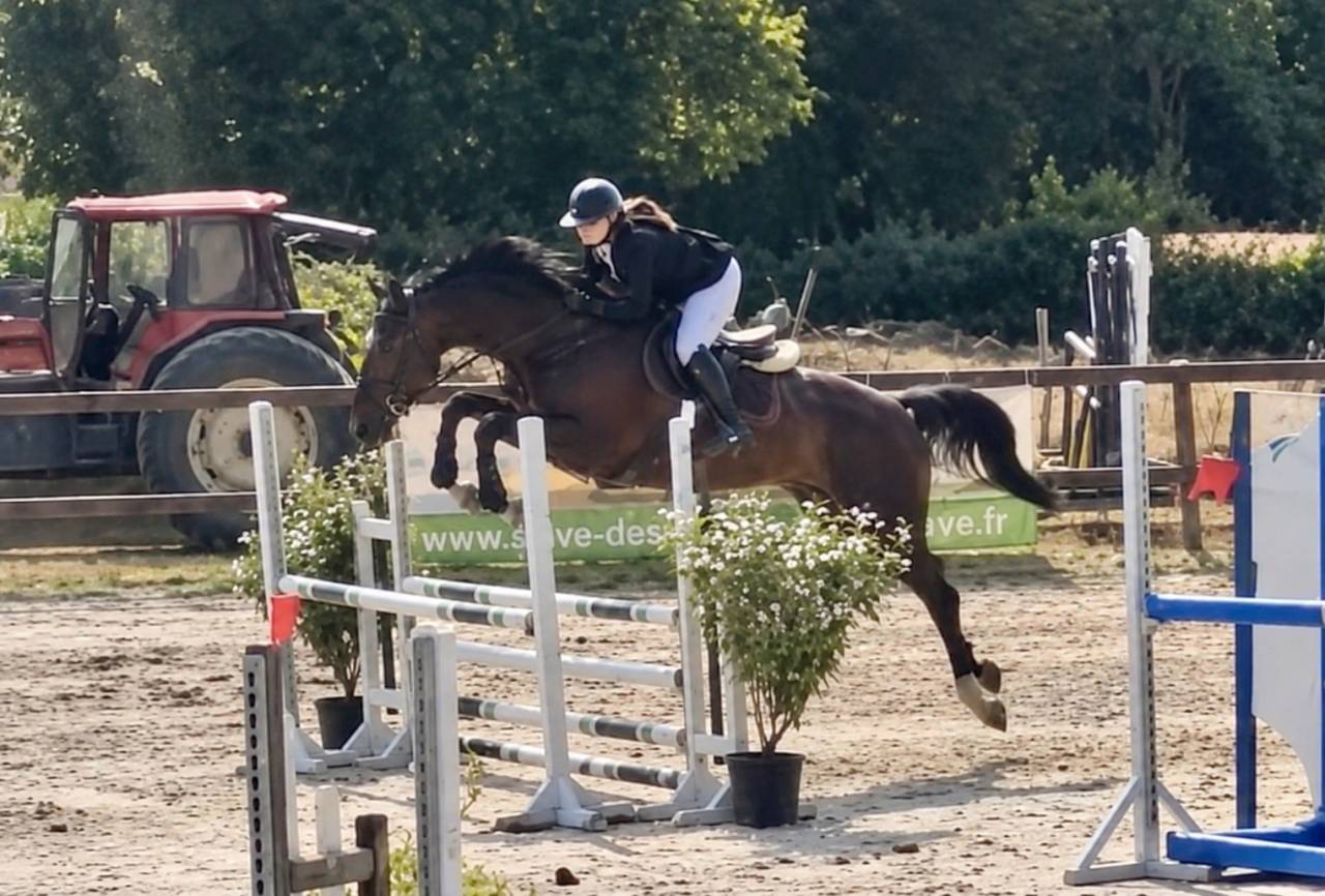 Yegua sBs Caballo de Deporte Belga En venta 2018 Negro por GENESIS DU ROUTY