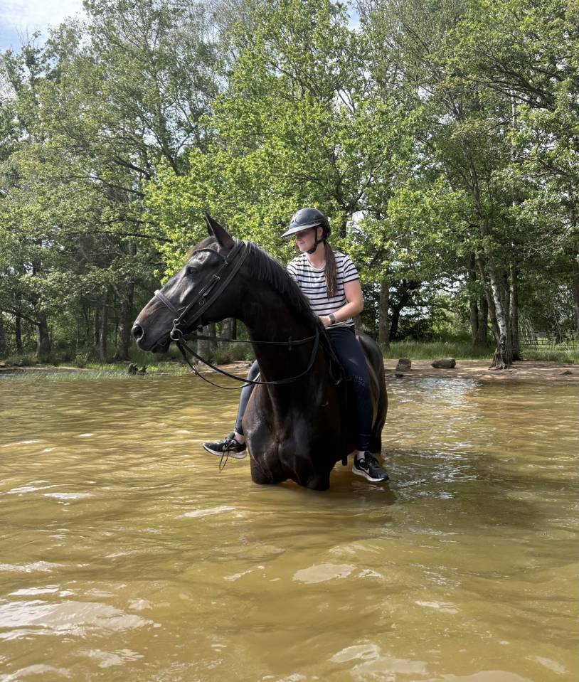 Yegua sBs Caballo de Deporte Belga En venta 2018 Negro por GENESIS DU ROUTY