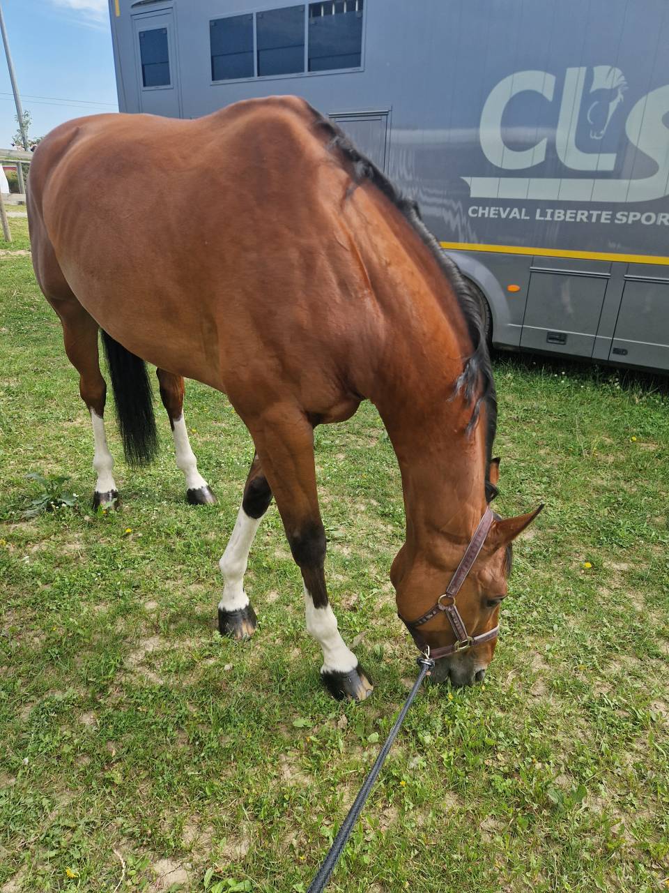 Caballo castrado Silla Franc&eacute;s En venta 2016 Bayo