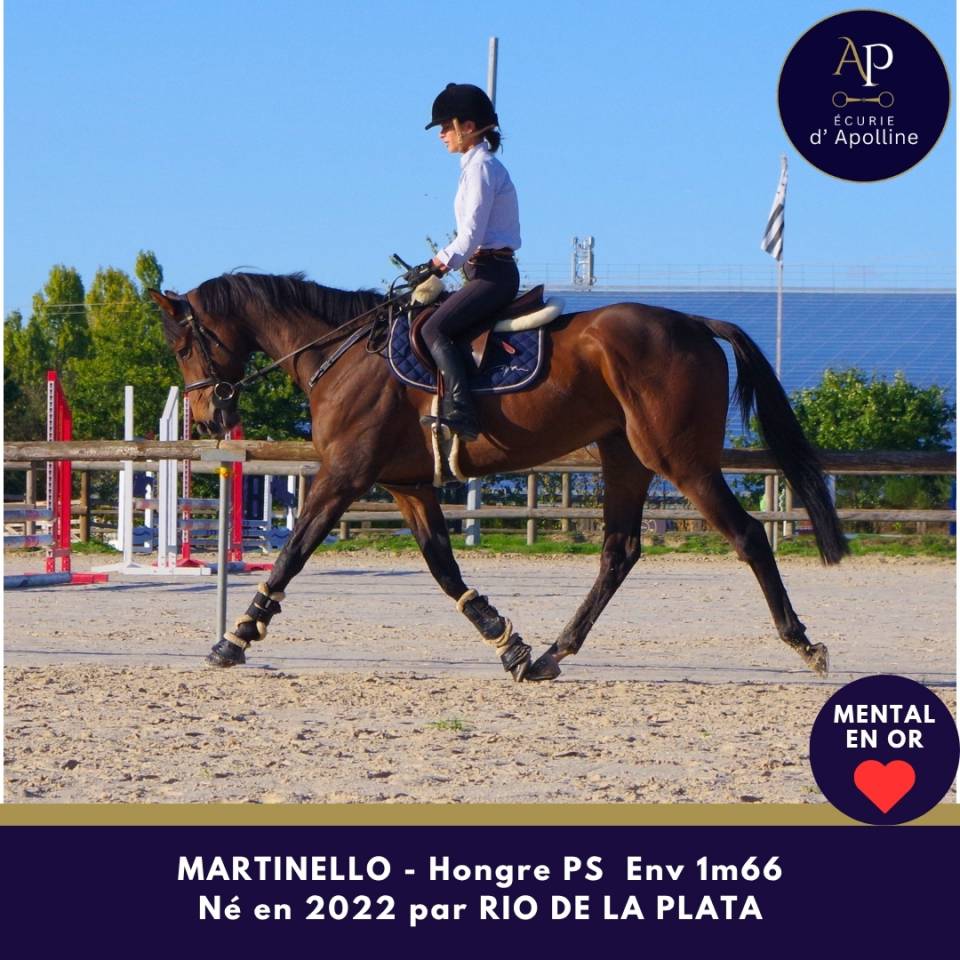 Caballo castrado Pura Sangre En venta 2022 Bayo