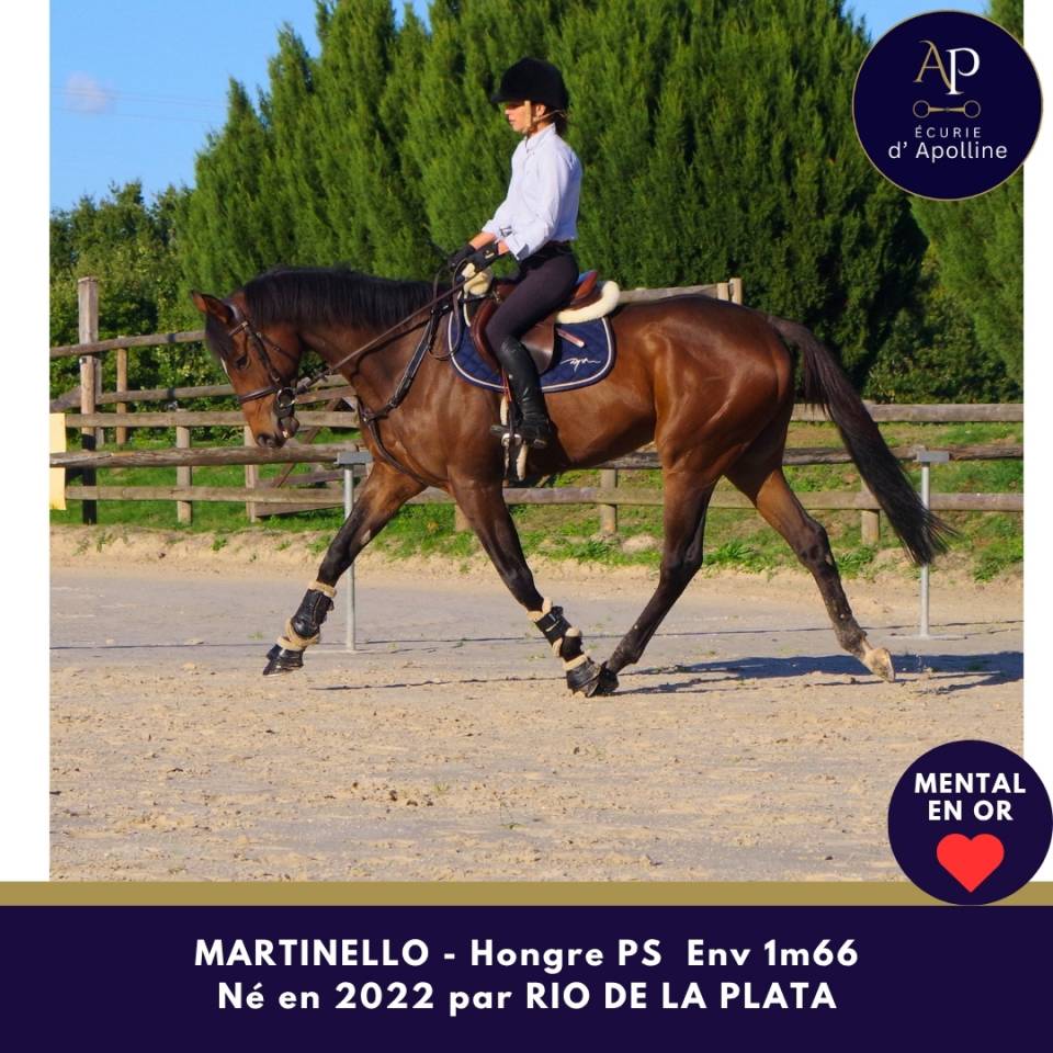 Caballo castrado Pura Sangre En venta 2022 Bayo