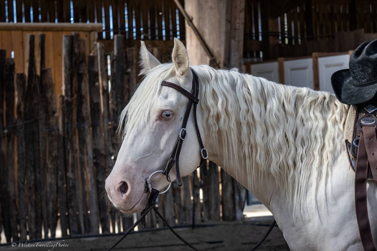 Caballo castrado Quarter Horse En venta 2021 Cremello por AR ROCK STAR