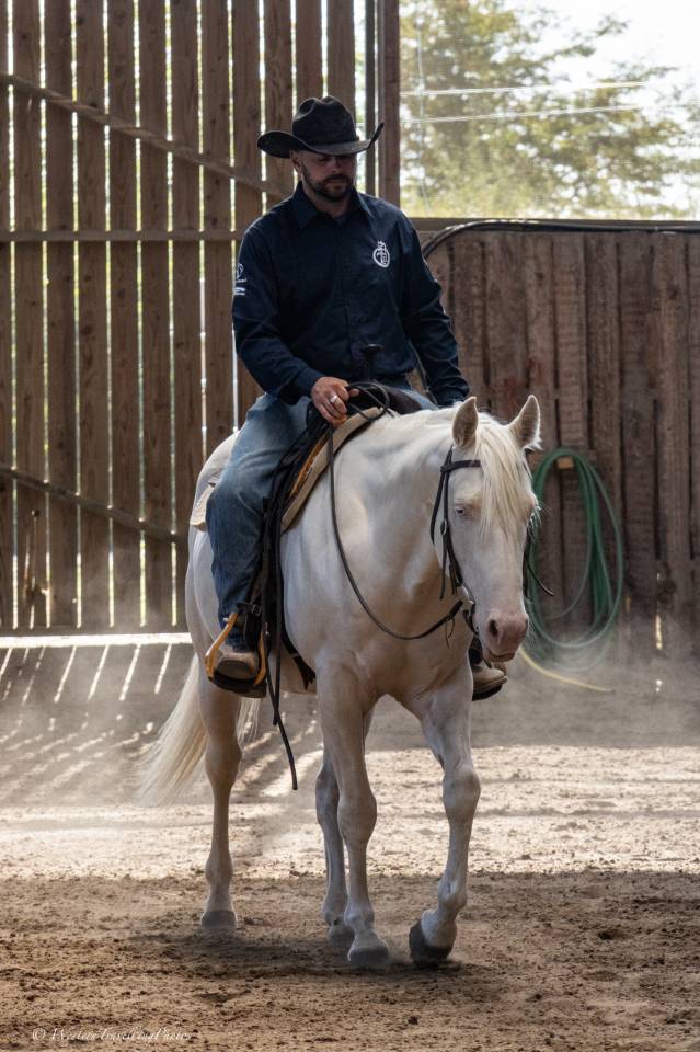 Caballo castrado Quarter Horse En venta 2021 Cremello por AR ROCK STAR