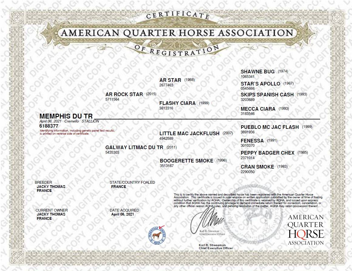 Caballo castrado Quarter Horse En venta 2021 Cremello por AR ROCK STAR