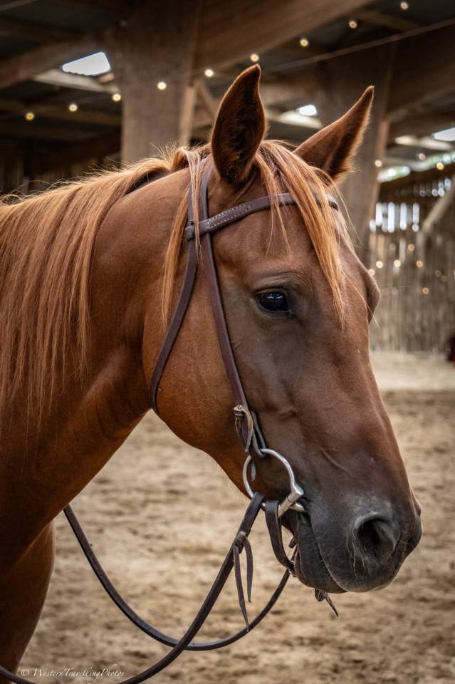 Yegua Quarter Horse En venta 2021 Alaz&aacute;n por AR ROCK STAR