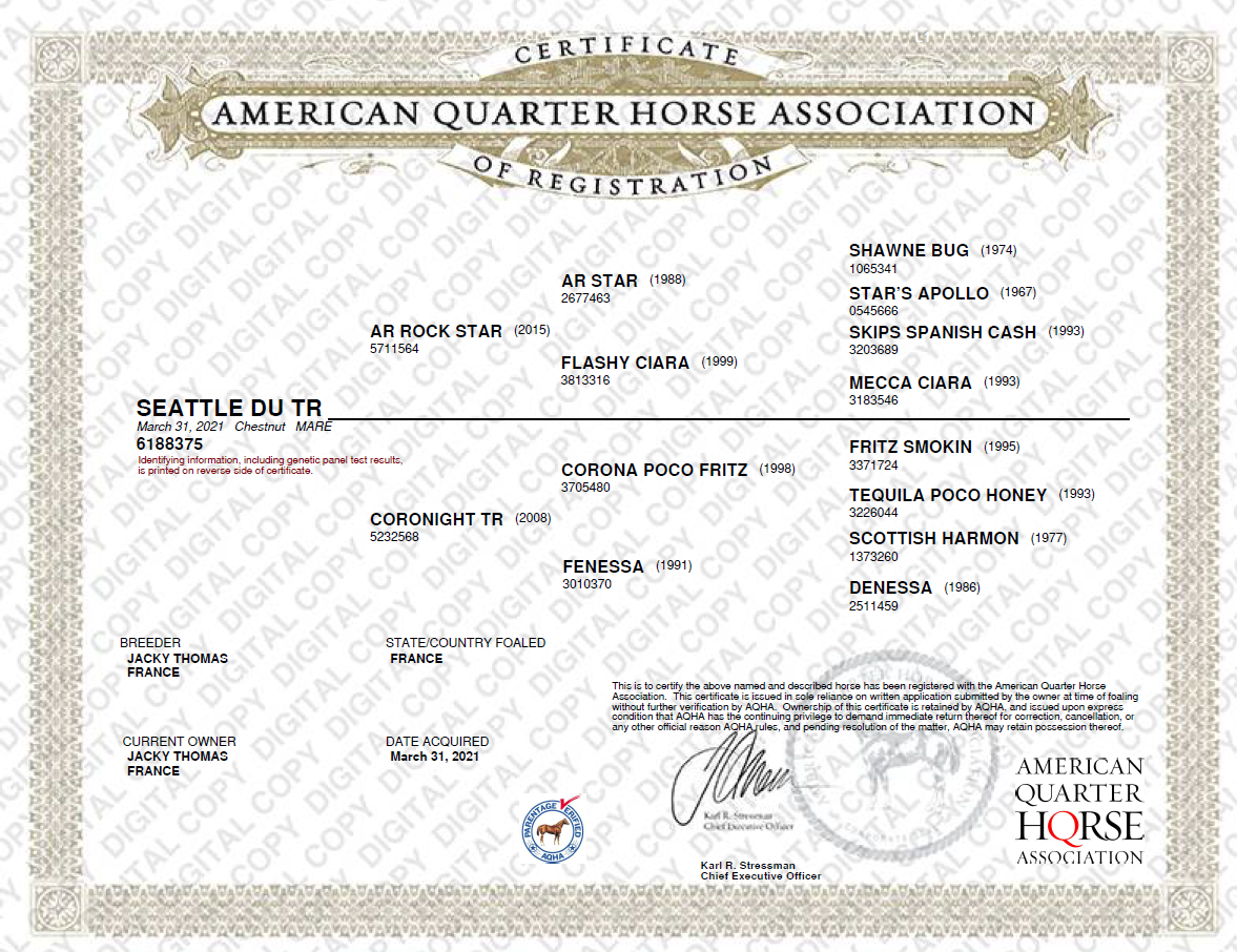 Yegua Quarter Horse En venta 2021 Alaz&aacute;n por AR ROCK STAR
