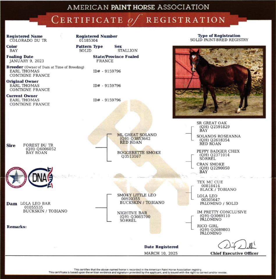Caballo castrado Paint Horse En venta 2023 Bayo por FOREST DU TR
