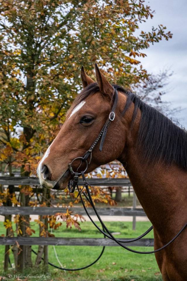 Caballo castrado Paint Horse En venta 2023 Bayo por FOREST DU TR