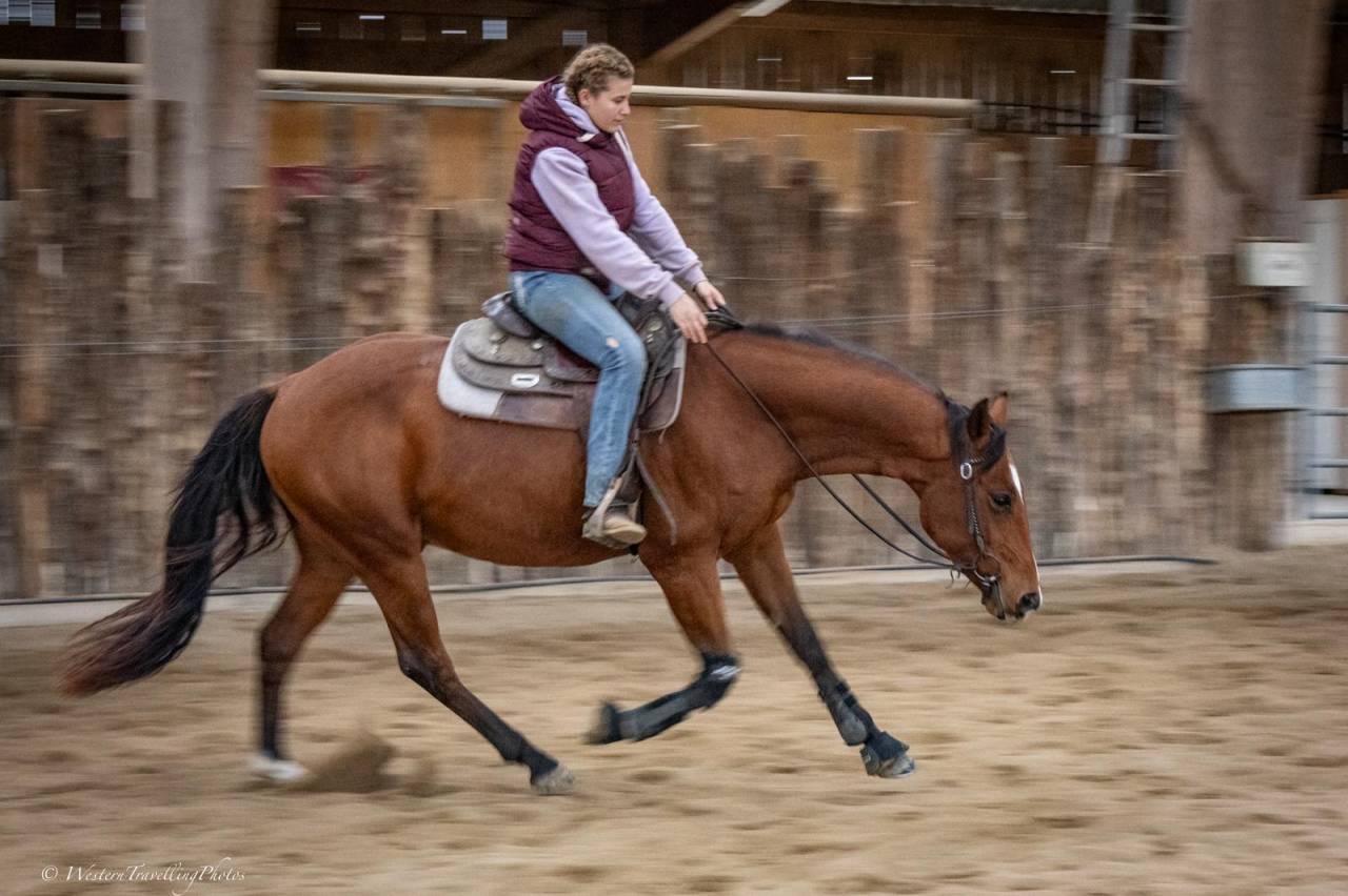 Caballo castrado Paint Horse En venta 2023 Bayo por FOREST DU TR