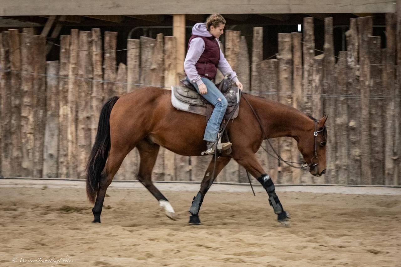 Caballo castrado Paint Horse En venta 2023 Bayo por FOREST DU TR