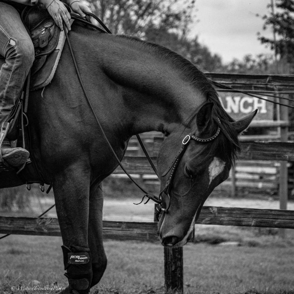 Caballo castrado Paint Horse En venta 2023 Bayo por FOREST DU TR