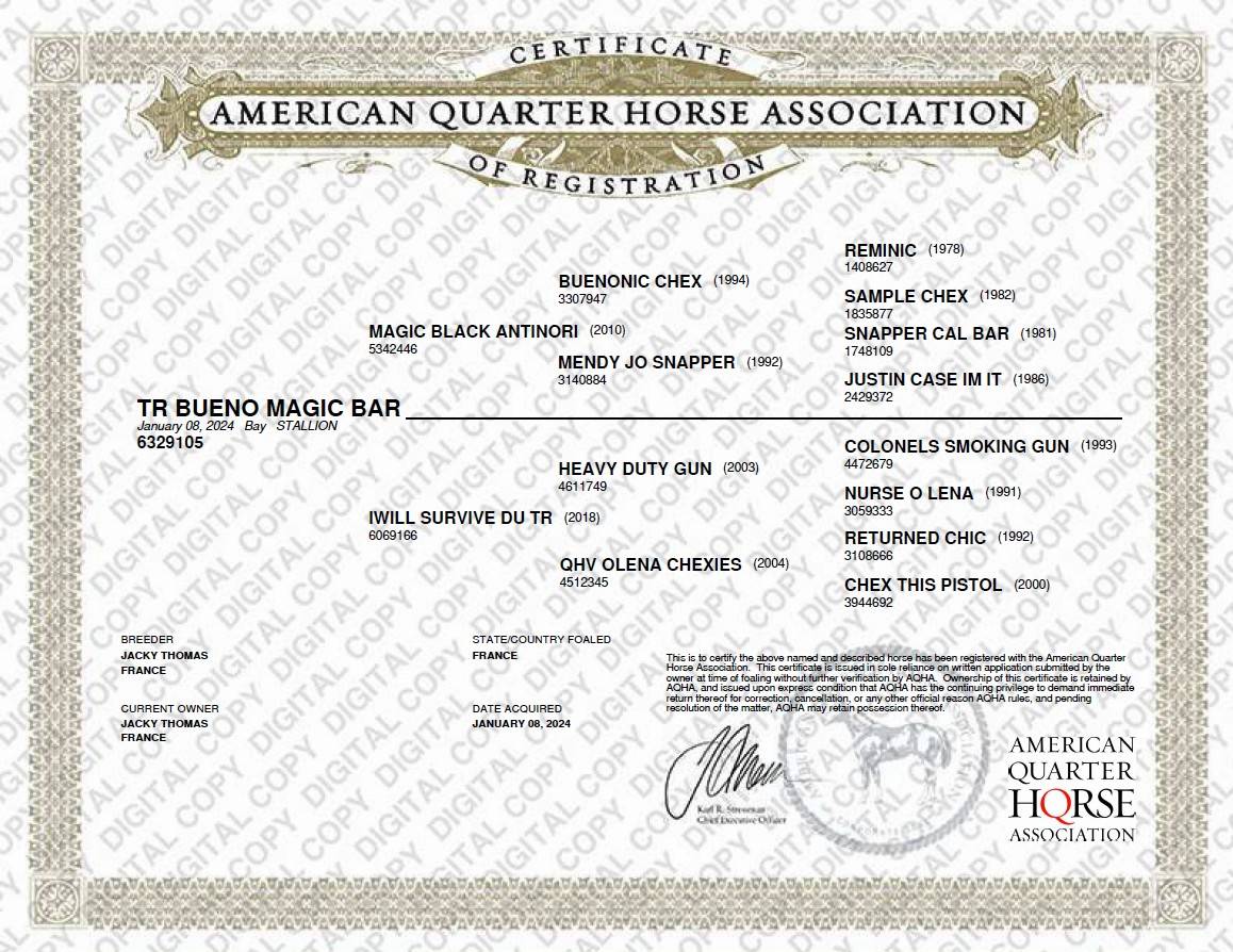 Caballo castrado Quarter Horse En venta 2024 Bayo por MAGIC BLACK ANTINORI