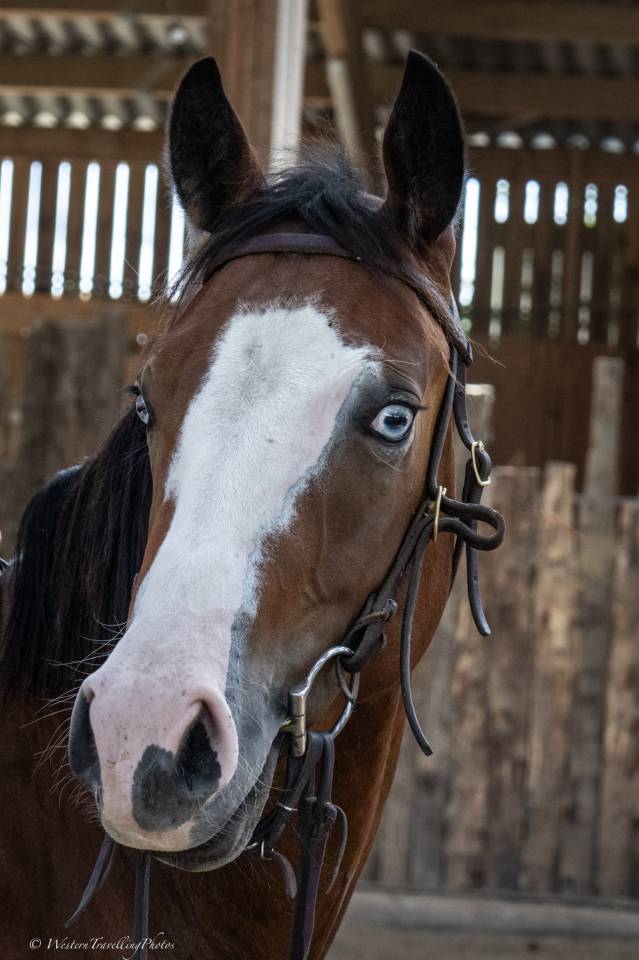 Caballo castrado Quarter Horse En venta 2024 Bayo por MAGIC BLACK ANTINORI