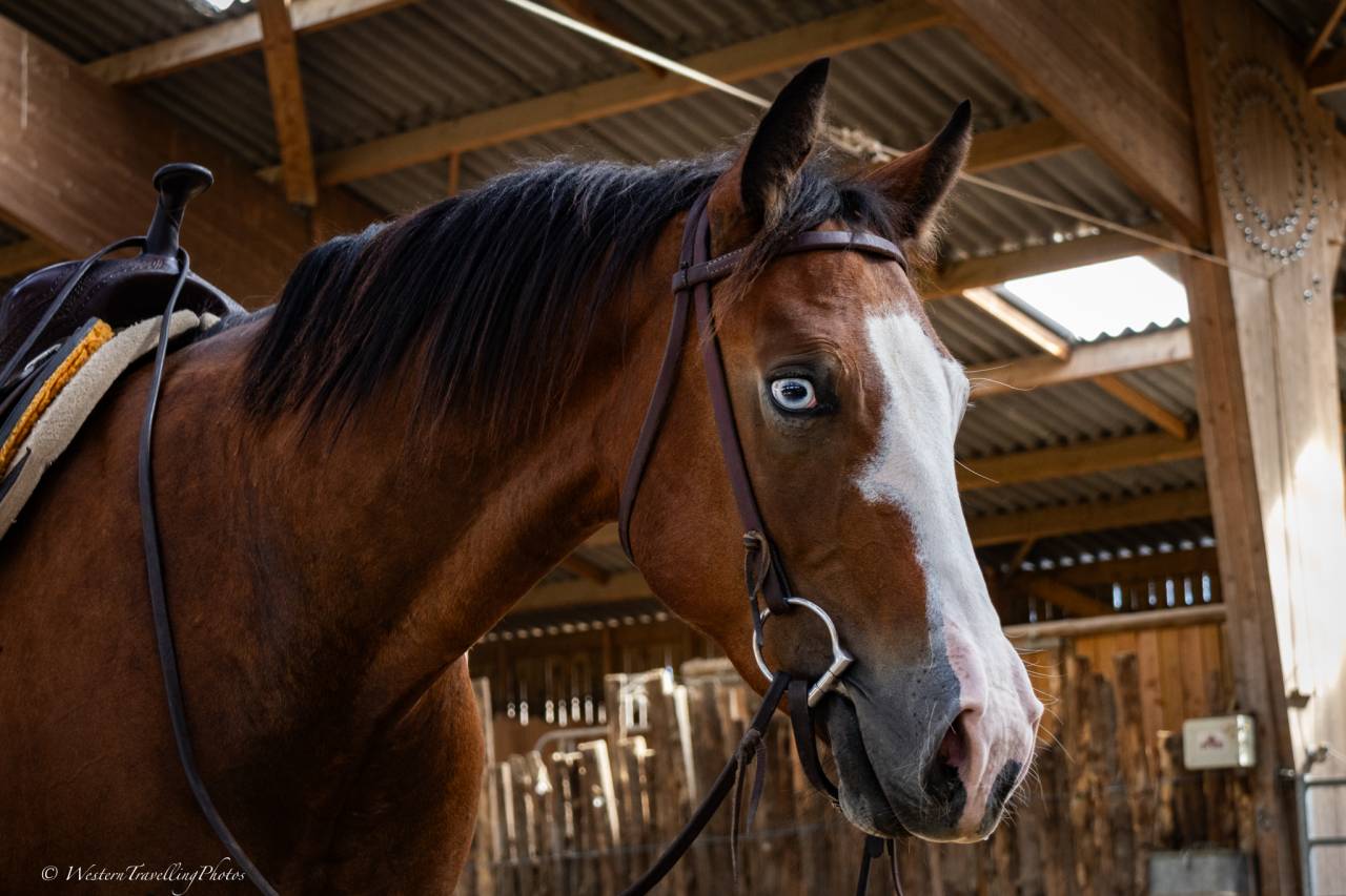 Caballo castrado Quarter Horse En venta 2024 Bayo por MAGIC BLACK ANTINORI