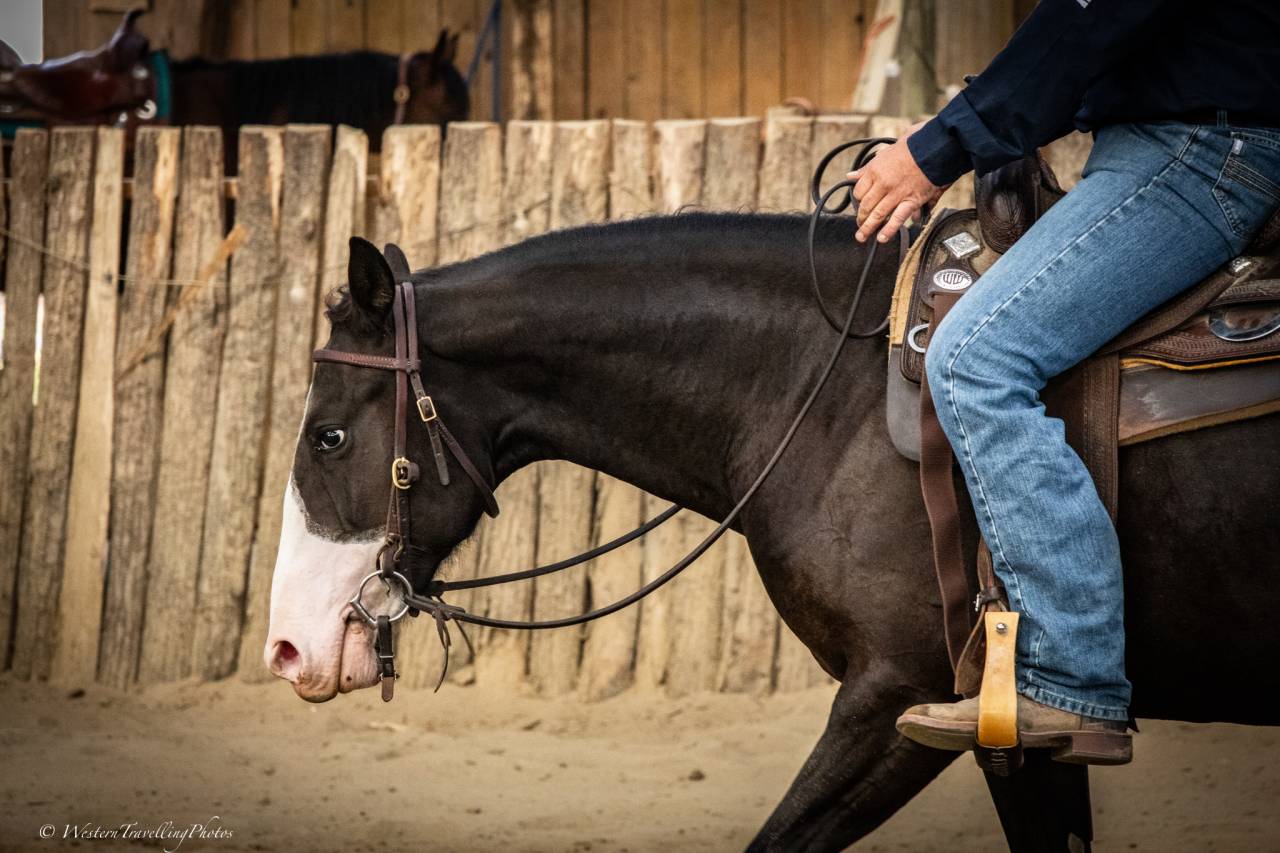Yegua Paint Horse En venta 2024 Bocifuego por FOREST DU TR
