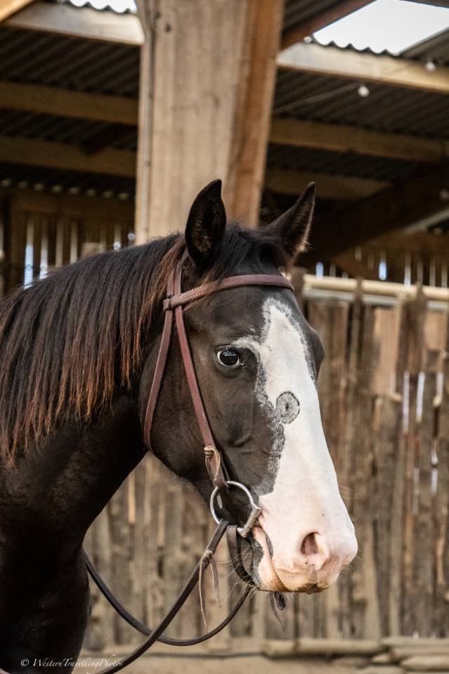 Yegua Paint Horse En venta 2024 Bocifuego por FOREST DU TR