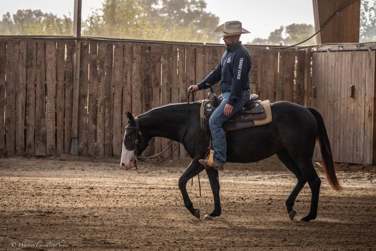 Yegua Paint Horse En venta 2024 Bocifuego por FOREST DU TR