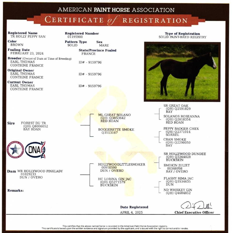 Yegua Paint Horse En venta 2024 Bocifuego por FOREST DU TR