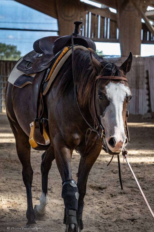 Yegua Quarter Horse En venta 2023 Bayo por MAGIC BLACK ANTINORI