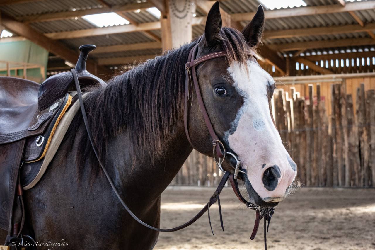 Yegua Quarter Horse En venta 2023 Bayo por MAGIC BLACK ANTINORI