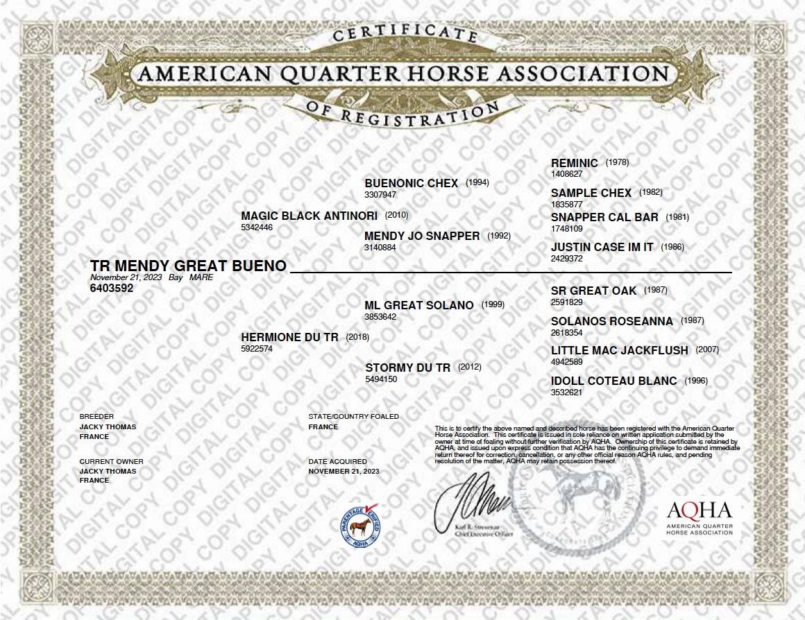 Yegua Quarter Horse En venta 2023 Bayo por MAGIC BLACK ANTINORI