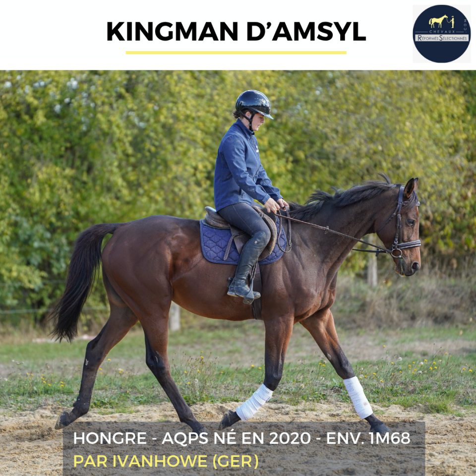 Caballo castrado AQPS En venta 2020 Bayo