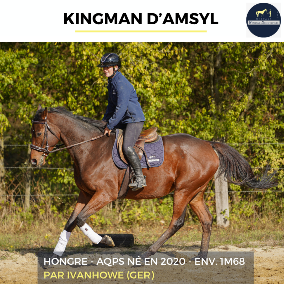 Caballo castrado AQPS En venta 2020 Bayo