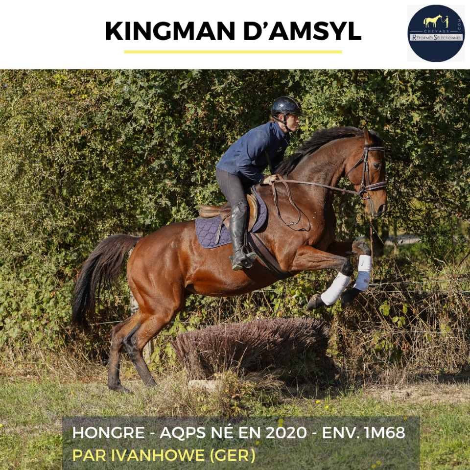 Caballo castrado AQPS En venta 2020 Bayo