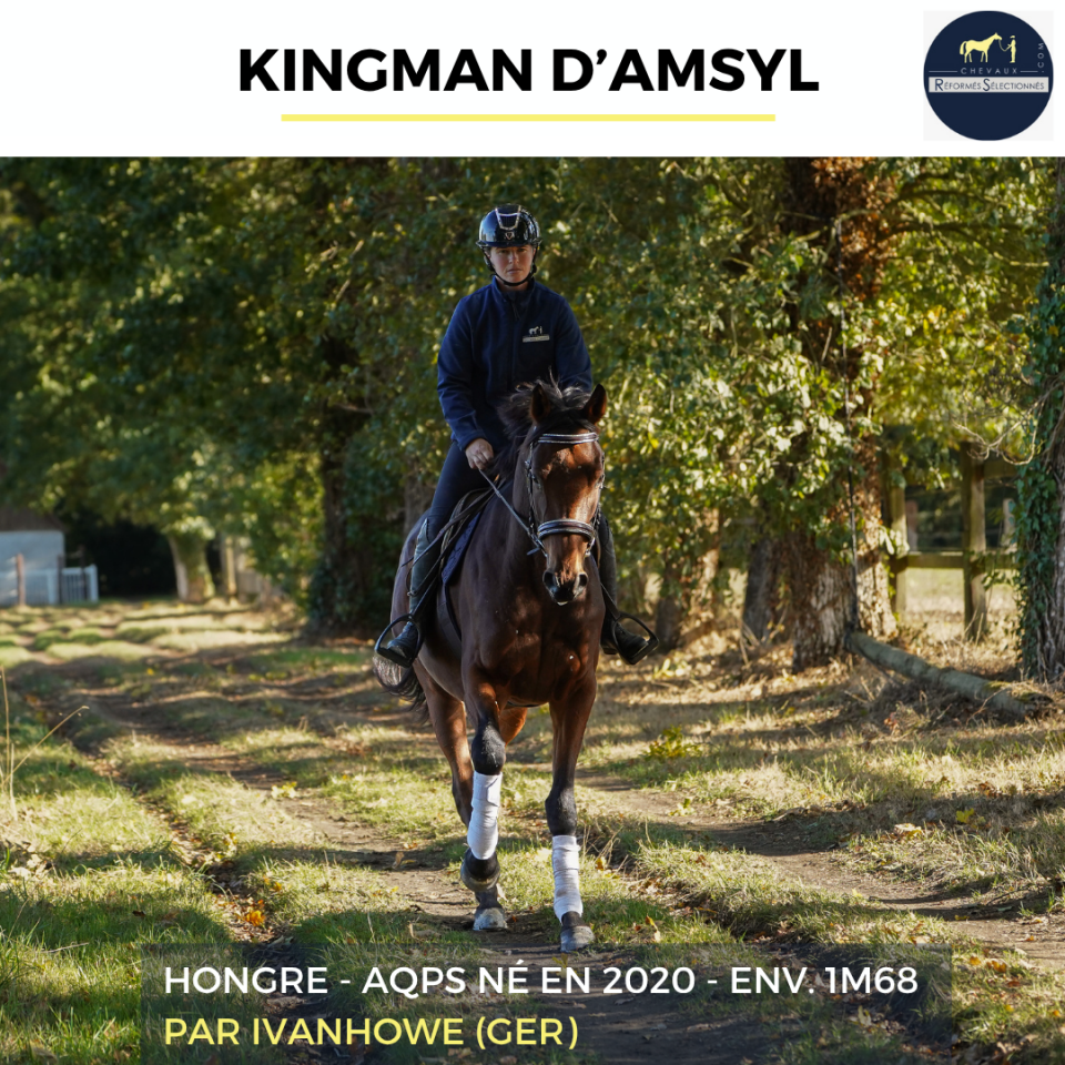 Caballo castrado AQPS En venta 2020 Bayo