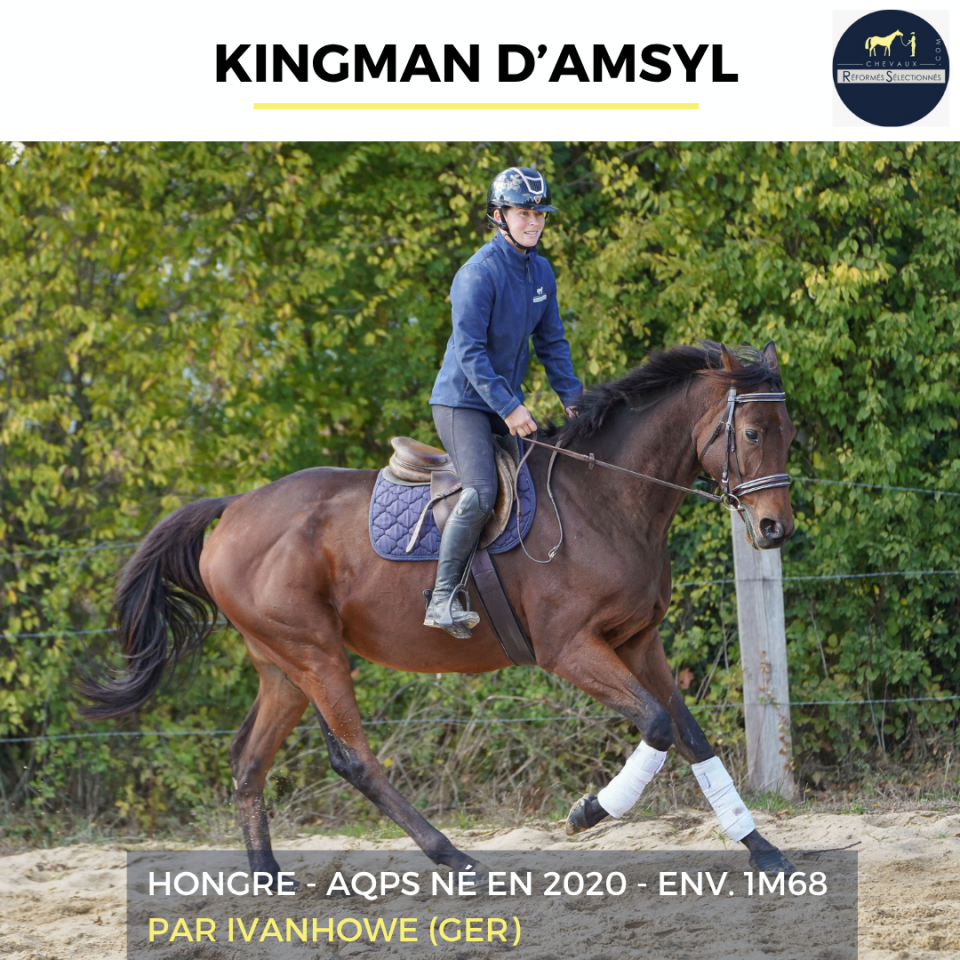Caballo castrado AQPS En venta 2020 Bayo