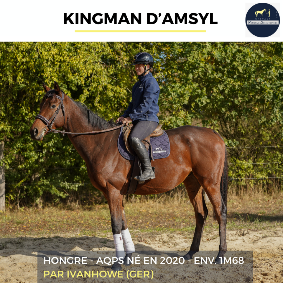 Caballo castrado AQPS En venta 2020 Bayo