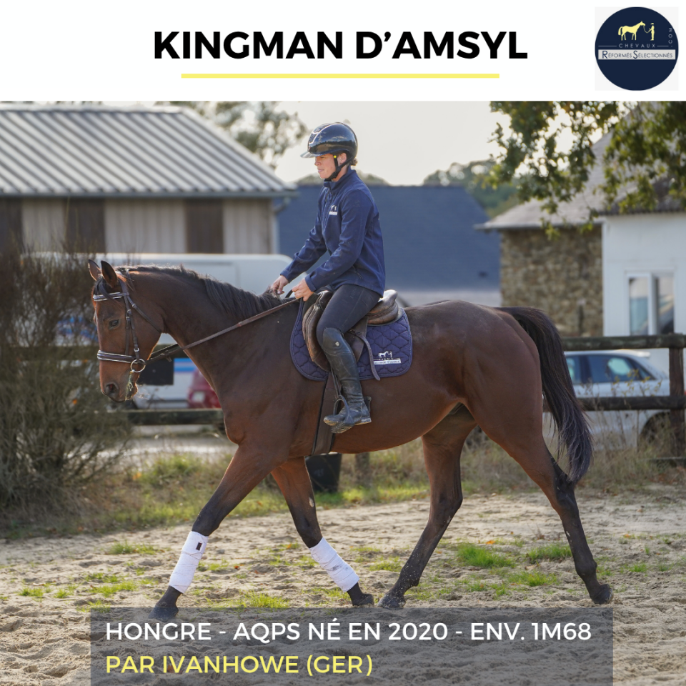 Caballo castrado AQPS En venta 2020 Bayo